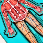 Обучающий набор «Тело человека», рамка-вкладка и книга с наклейками - Фото 8