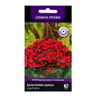 Семена цветов Бальзамин «Бикон Кампари», 7 шт., «ПОИСК» - Фото 1