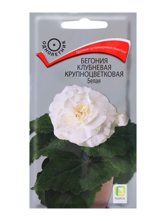 Семена цветов Бегония клубневая крупноцветковая Белая, 5шт - Фото 1