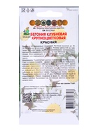 Семена цветов Бегония клубневая крупноцветковая, красная, 5 шт., «Поиск» - Фото 2