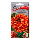 Семена цветов Гайлардия красивая Лоллипап двухцветная, 0,1гр - Фото 1