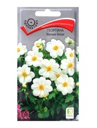 Семена цветов Георгина Мигнон белая, 0,2гр - Фото 1