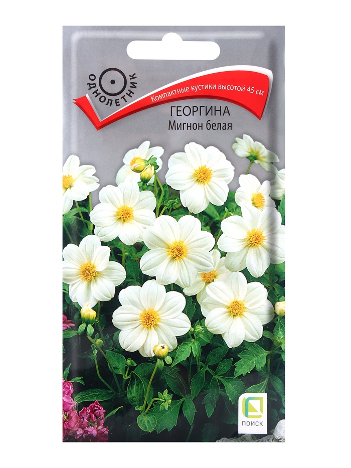 Семена цветов Георгина Мигнон белая, 0,2гр - Фото 1