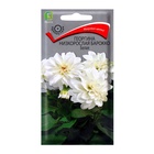 Семена цветов Георгина низкорослая Барокко Белая, 0,1гр - Фото 1