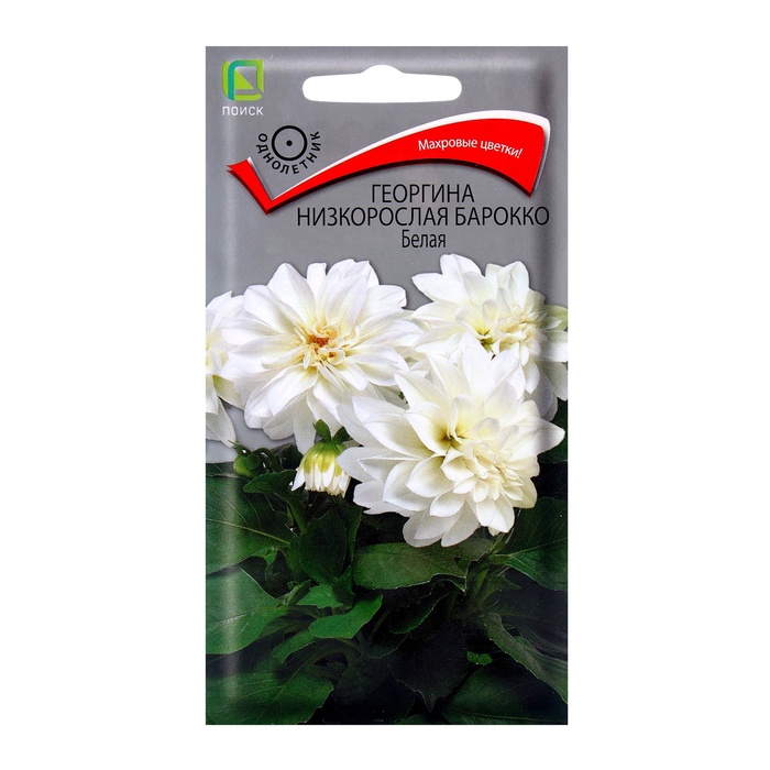Семена цветов Георгина низкорослая Барокко Белая, 0,1гр - Фото 1