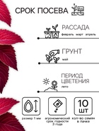 Семена цветов Колеус Визард Вельвет ред, 10шт - Фото 2