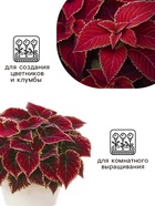 Семена цветов Колеус Визард Вельвет ред, 10шт 10849868 - фото 16290405