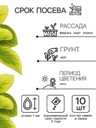 Семена цветов Колеус Визард Голден, 10шт - Фото 2