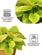 Семена цветов Колеус Визард Голден, 10шт - Фото 5