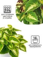 Семена цветов Колеус Визард Жаде, 10шт 10849871 - фото 16404861