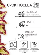 Семена цветов Колеус Визард Мозаик, 10шт - Фото 2