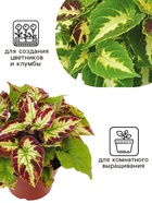 Семена цветов Колеус Визард Мозаик, 10шт 10849872 - фото 16404866