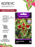 Семена цветов Колеус Визард Роуз, 10шт - Фото 1