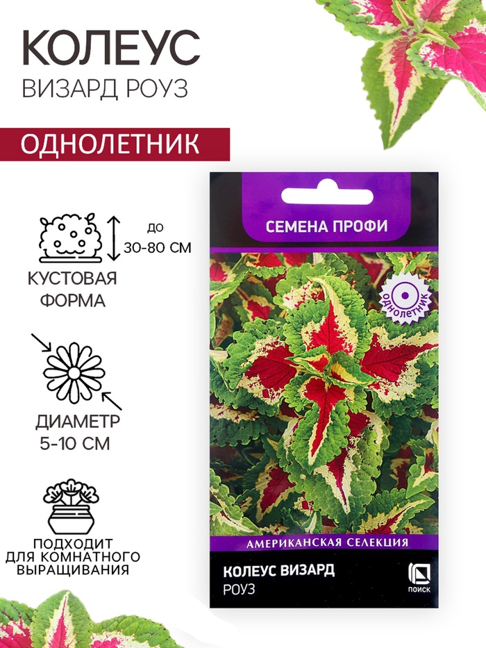 Семена цветов Колеус Визард Роуз, 10шт - Фото 1