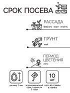 Семена цветов Колеус Визард Роуз, 10шт 10849873 - фото 16404869