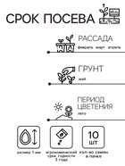 Семена цветов Колеус Визард Скарлет, 10шт - Фото 2