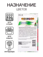 Семена цветов Пеларгония зональная «Люстра Скарлет», 5 шт., «ПОИСК» - Фото 3