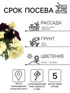 Семена цветов Петуния гибридная «Софистика Блекберри энд лайм грин» 5 шт. - Фото 2