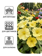 Семена цветов Петуния гибридная «Софистика Блекберри энд лайм грин» 5 шт. - Фото 3