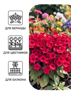 Семена цветов Петуния каскадная «Тайдал Вейв Парпл» 5 шт. - Фото 3