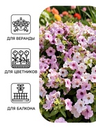 Семена цветов Петуния каскадная «Тайдал Вейв Сильвер» 5 шт. - Фото 3