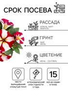 Семена цветов Петуния крупноцветковая «Танго» красная с белой звездой, 15 шт. - Фото 2