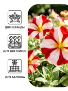 Семена цветов Петуния крупноцветковая «Танго» красная с белой звездой, 15 шт. - Фото 3
