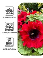 Семена цветов Петуния превосходнейшая «Бордовая» 10 шт. - Фото 3