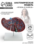 Анатомическая модель «Печень в разрезе» - Фото 1