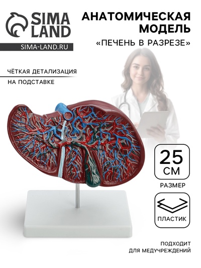 Анатомическая модель «Печень в разрезе»