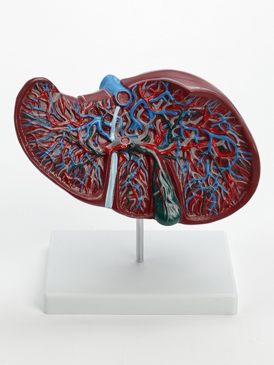 Анатомическая модель «Печень в разрезе»