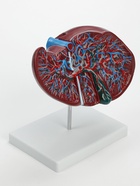 Анатомическая модель «Печень в разрезе» - Фото 3