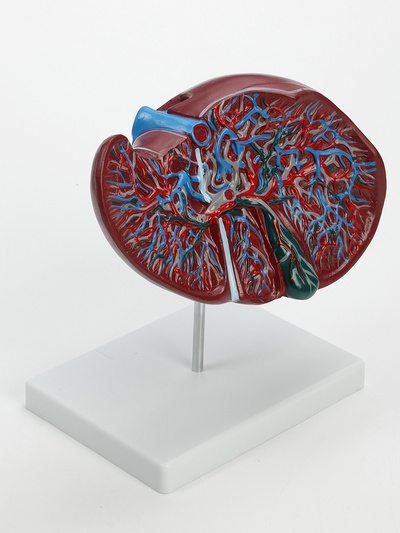 Анатомическая модель «Печень в разрезе»