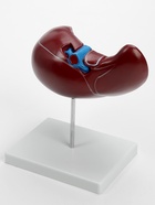 Анатомическая модель «Печень в разрезе» - Фото 4