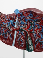 Анатомическая модель «Печень в разрезе» - Фото 5