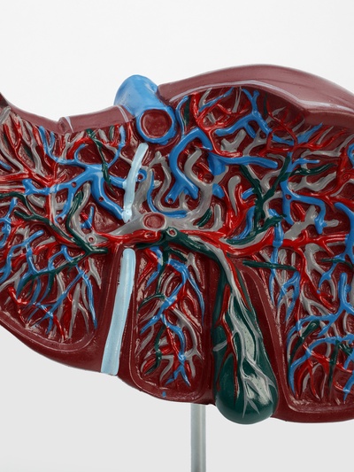 Анатомическая модель «Печень в разрезе»