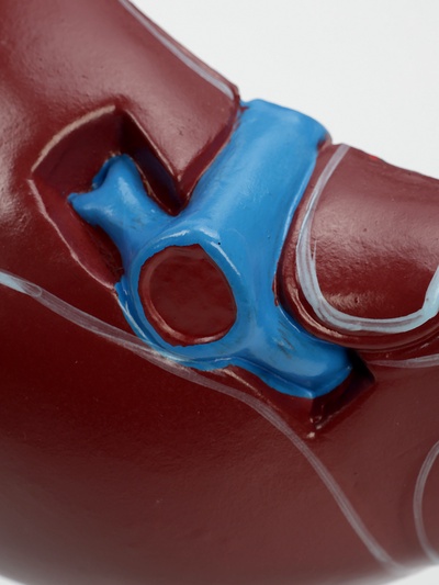 Анатомическая модель «Печень в разрезе»