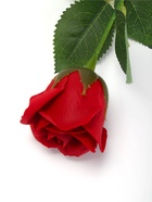 Мыльная роза бордо в коробке - Фото 6