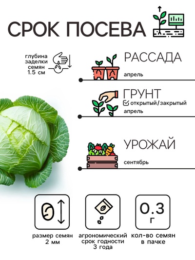 Семена Капуста белокочанная «Белорусская 455», 0.3 г, среднеспелая, «Рецепты дедушки Никиты»