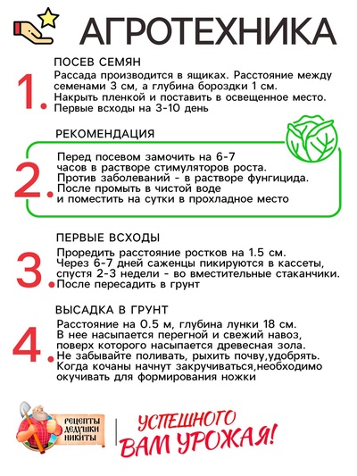 Семена Капуста белокочанная «Белорусская 455», 0.3 г, среднеспелая, «Рецепты дедушки Никиты»