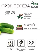 Семена Огурец «Феникс», пчелоопыляемый, среднеспелый, 0.5 г - Фото 4