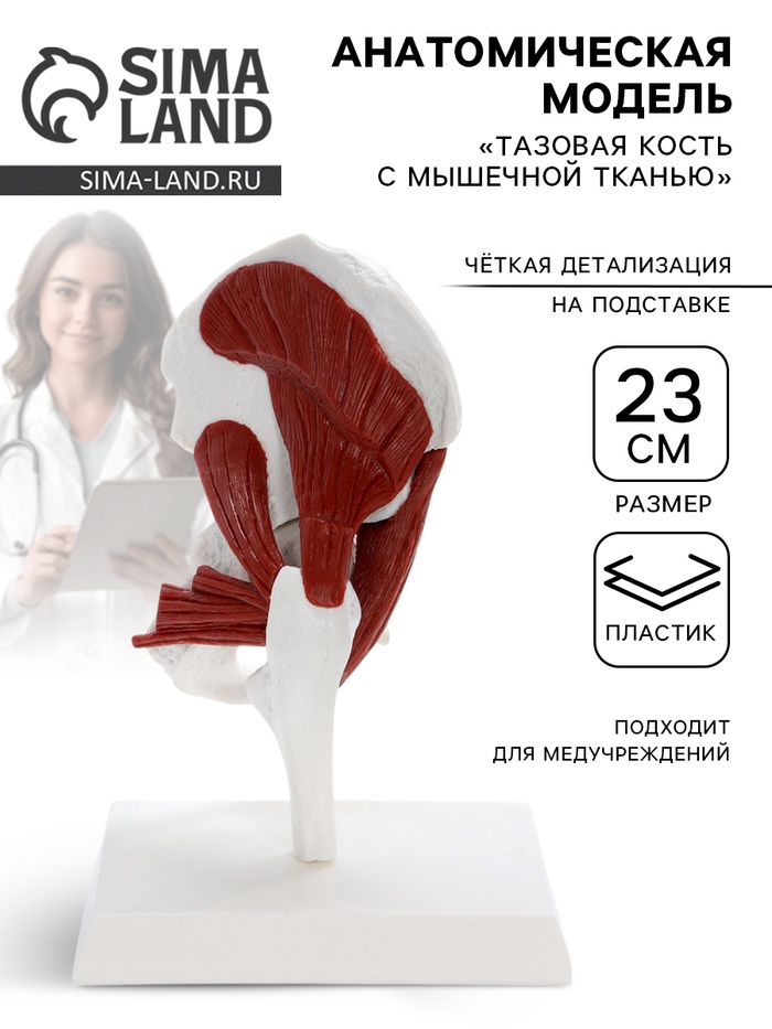 Анатомическая модель «Тазовая кость с мышечной тканью», 23 см