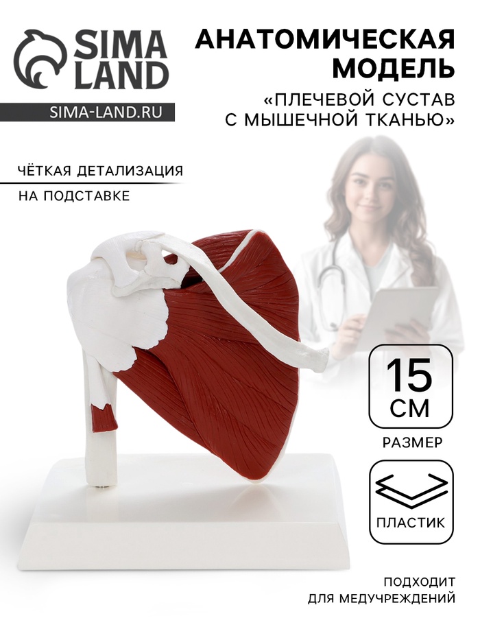Анатомическая модель «Плечевой сустав с мышечной тканью», 15 см