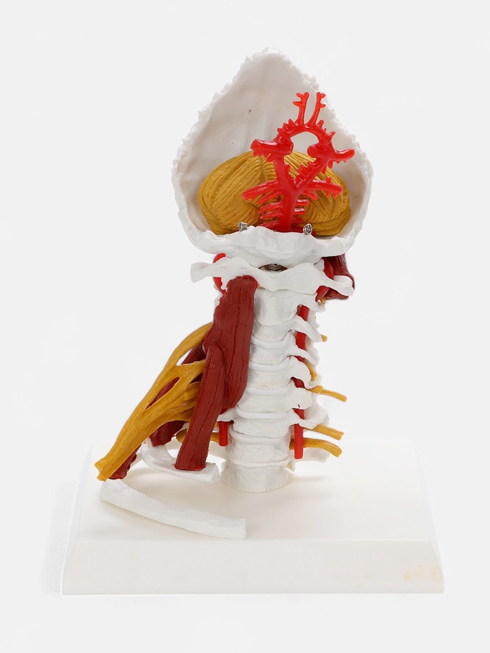 Анатомическая модель «Позвоночник, шейный отдел», 22 см - Фото 1