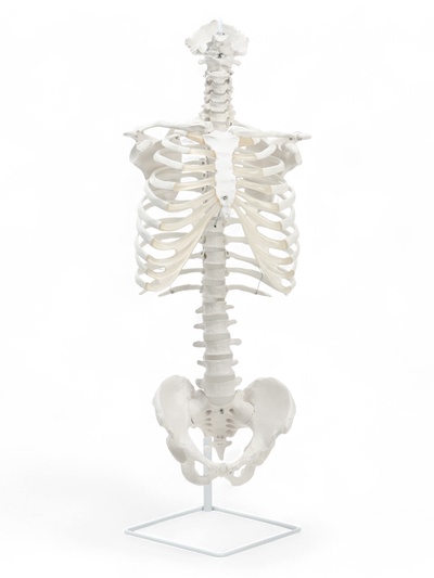 Анатомическая модель «Поясничный отдел позвоночника, тазобедренный сустав», 40 см