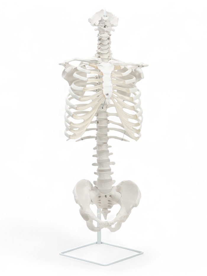 Анатомическая модель «Поясничный отдел позвоночника, тазобедренный сустав», 40 см - Фото 1
