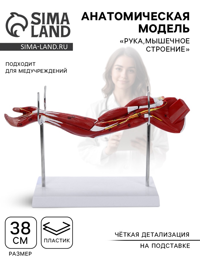 Анатомическая модель «Рука, мышечное строение», 38 см - Фото 1