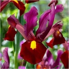 Ирис голландский «Ред Эмбер», 6/7 р-р, 10 шт., 60 h(см), Осень 2025 10661342