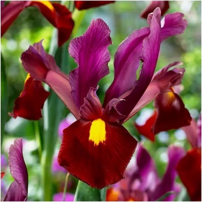 Ирис голландский «Ред Эмбер», 6/7 р-р, 10 шт., 60 h(см), Осень 2025