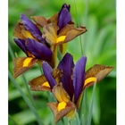 Ирис голландский Тайгерай, 6/7 р-р, 10 шт., Весна 2026  (артикул 10661343)  большой выбор товаров оптом и в розницу по низким ценам с доставкой